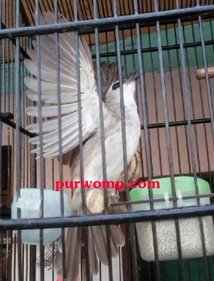 Cara Merawat Burung Trucukan Semoga Gacor Hanya Untuk