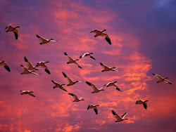 flock birds talk why sept 7th saturday