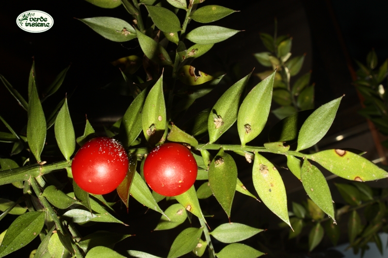 Pungitopo Natale Immagini.Pungitopo Un Arbusto Per Il Natale