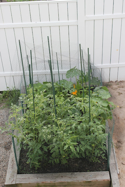 Raised bed garden with chicken wire and bird block