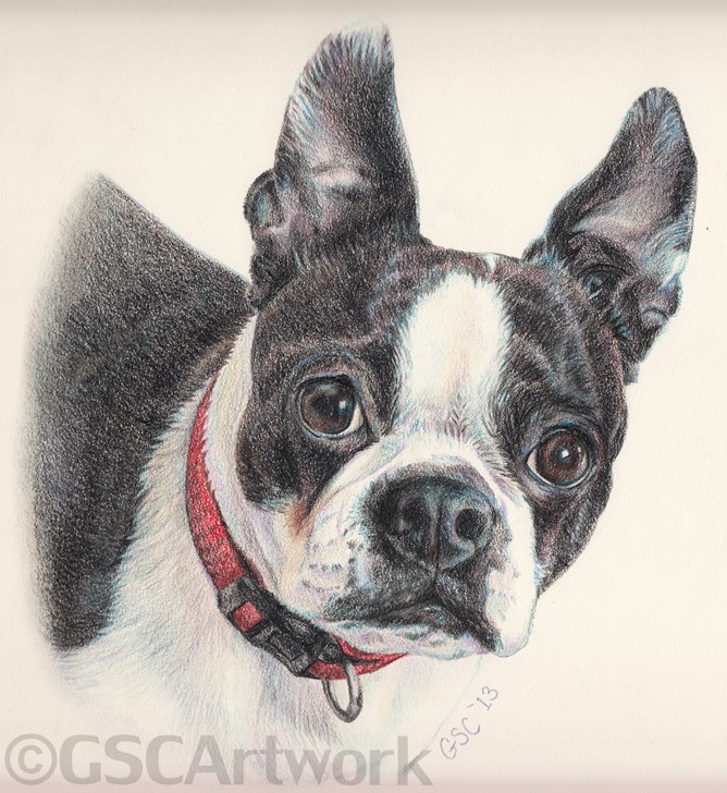 sissy boston terrier dog pet animal portrait colored pencil drawing