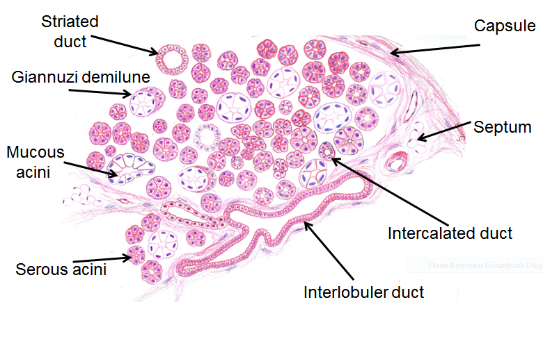 No. 52. Merocrine secretion (submandibular gland, HE) on X1: Histology