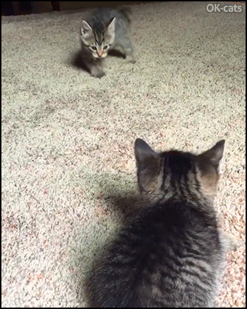 Funny Cat GIF • Hilarious Kitten doing the crab walk in order to intimidate his brother but he fails, haha Funny Cat GIF • Hilarious Kitten doing the crab walk in order to intimidate his brother but he fails, haha