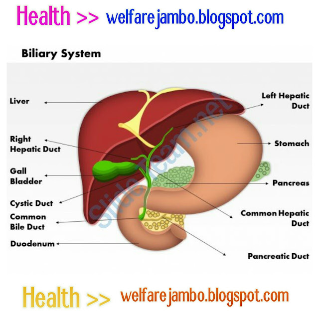 Liver structures and It's functions - WELFARE JAMBO