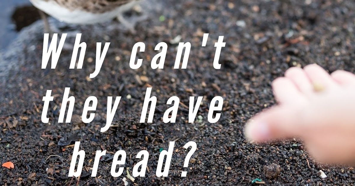 What should you feed wild ducks? Murano Chicken Farm