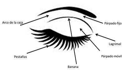 Partes del ojo y su maquillaje | Belleza