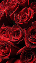 roses rosas vermelhas lindas plano fundo mobile