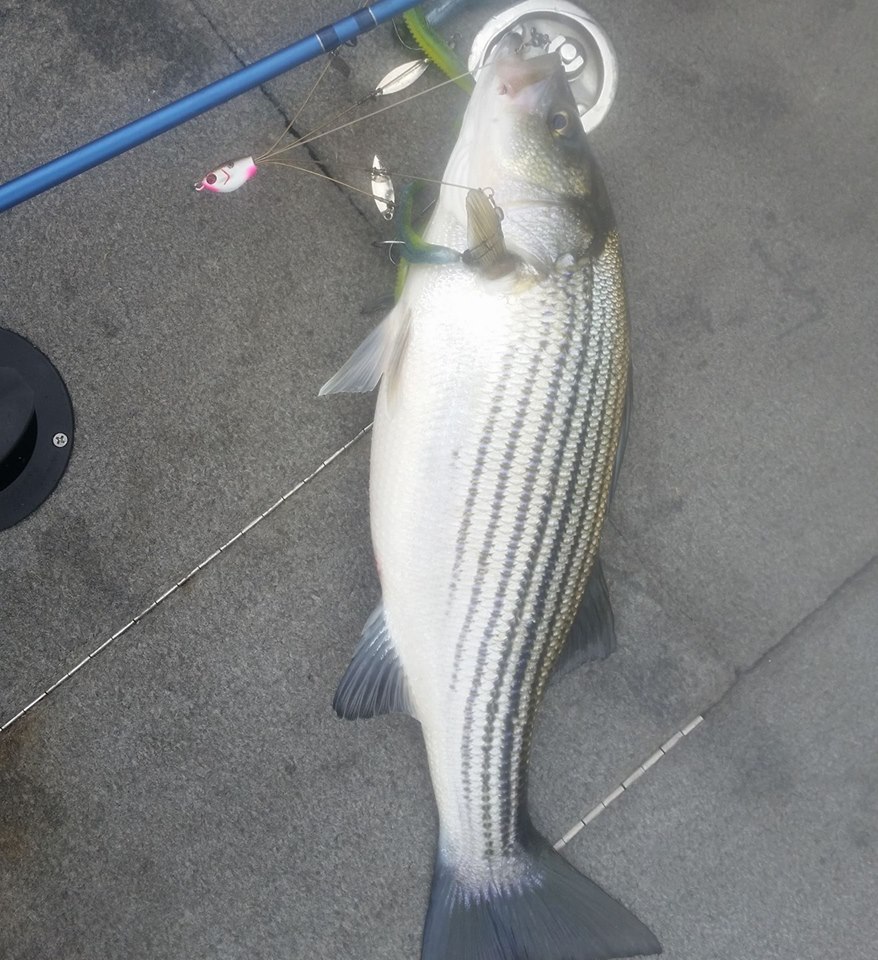 Best5Zach Outdoors Fishing Report for Pickwick 1/3/17