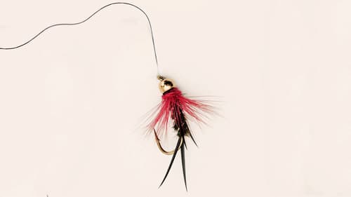 Nymphs Kostenlos Gucken Nymphs Kostenlos Gucken