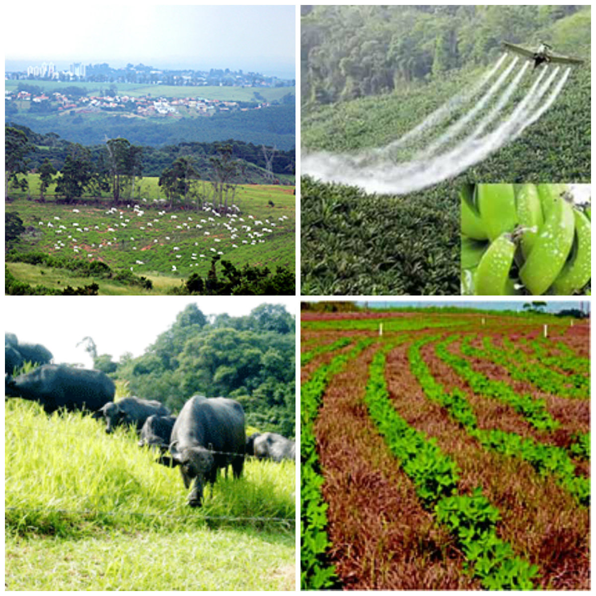 Dê Exemplos De Problemas Ambientais No Espaço Rural