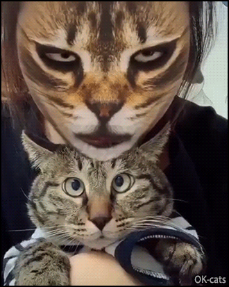 Funny Cat GIF • Cat confused by its human wearing a cat face mask: “WTF?” Funny Cat GIF • Cat confused by its human wearing a cat face mask: “WTF?”