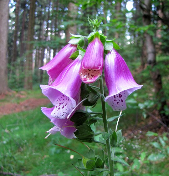 Naparstnica purpurowa (Digitalis purpurea L.).