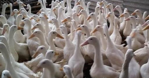 13 Arti Mimpi Melihat Bebek Atau Seekor Itik Menurut Primbon Jawa Dan Islam Arti Mimpi Primbon Islam 13 Arti Mimpi Melihat Bebek Atau Seekor Itik Menurut Primbon Jawa Dan Islam Arti Mimpi Primbon Islam