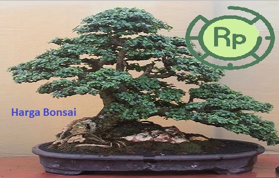 gambar-harga-bonsai-terbaru