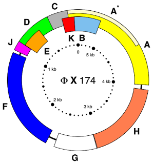 Bakteriyofaj ΦX174 genomu, bir tiDNA virüsü