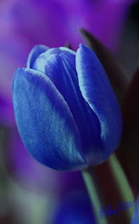 tulipan-de-petalos-azules