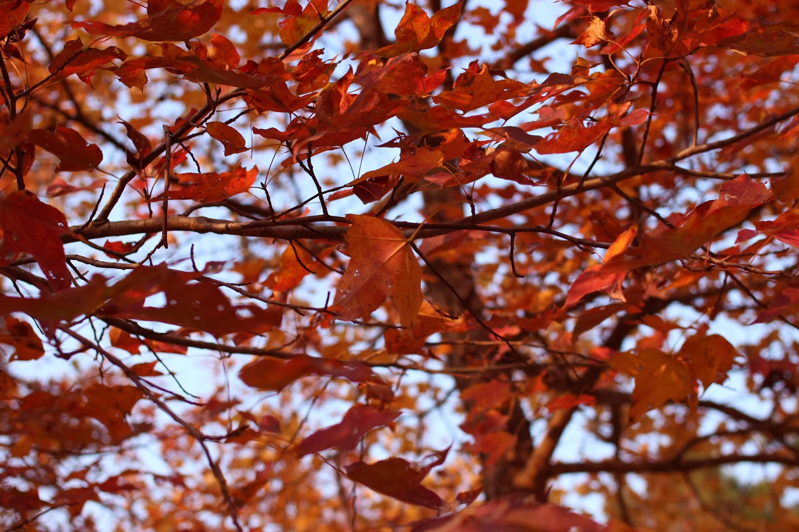 ♥ icekillsyou ♥ LOVE under the MAPLE TREE