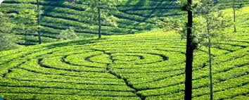 tea gardens of the kerala are the must visit places during your holiday tour in kerala