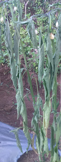 Sukses zona 9 : Cara mengatasi layu fusarium pada tanaman cabe