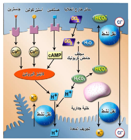 الشكل 19-16: أثر الهرمونات و أستيل كولين وثاني أكسيد الكربون على إنتاج وإفراز أيون هيدروجين (حامض هيدروكلوريك ) في المعدة.