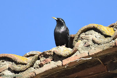 Estornell negre (Sturnus unicolor)