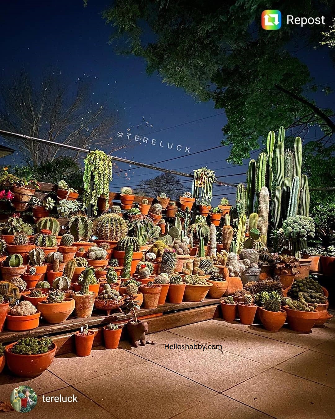 Ide Taman dengan Satu Jenis Tanaman yang Mudah Dirawat: Edisi Taman