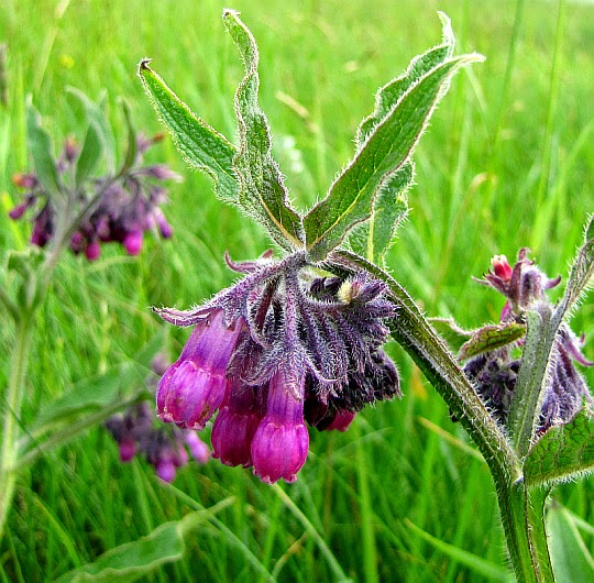 Żywokost lekarski (Symphytum officinale L.).