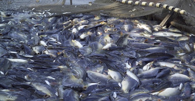 Penerapan Program Cara Budidaya Ikan Yang Baik