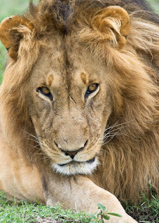 Lion Images Lion Images