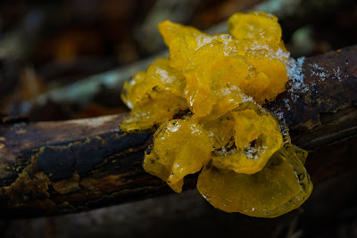 Gul Bævresvamp  Lat: Tremella mesenterica