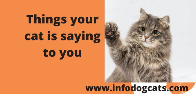 Things your cat is saying to you