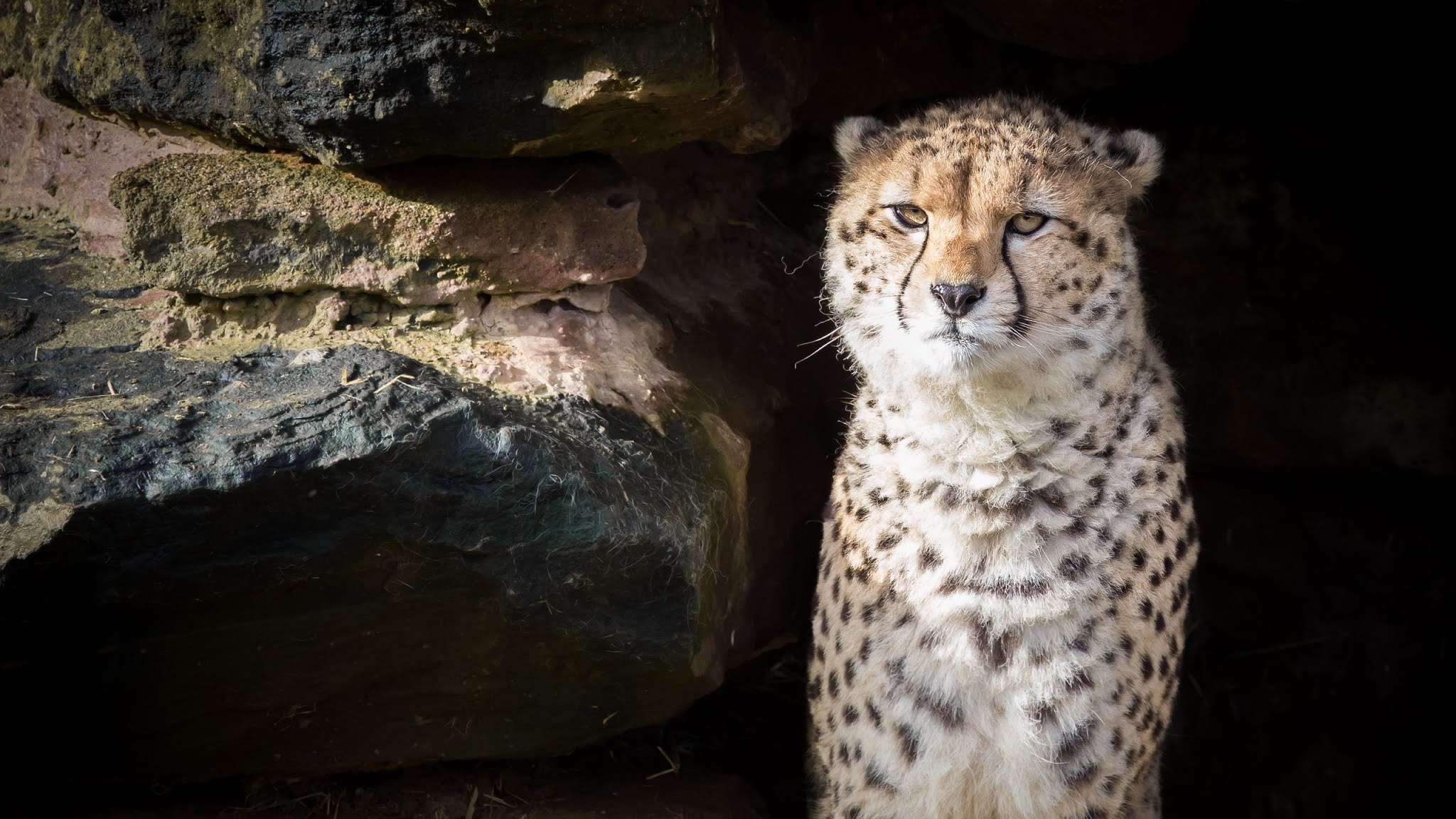 do cheetahs have any predators do cheetahs have any predators