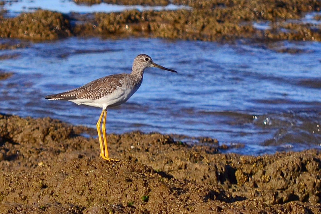 Aves de La Floresta Playero patas amarillas grande