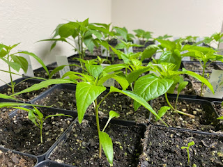 Thriving Pepper Plants