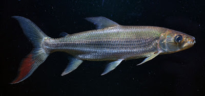 Bentuk Fisik Goliath Tigerfish Si Harimau Dari Sungai Afrika