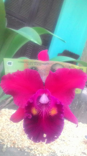 P 20170107 171914 1%255B1%255D