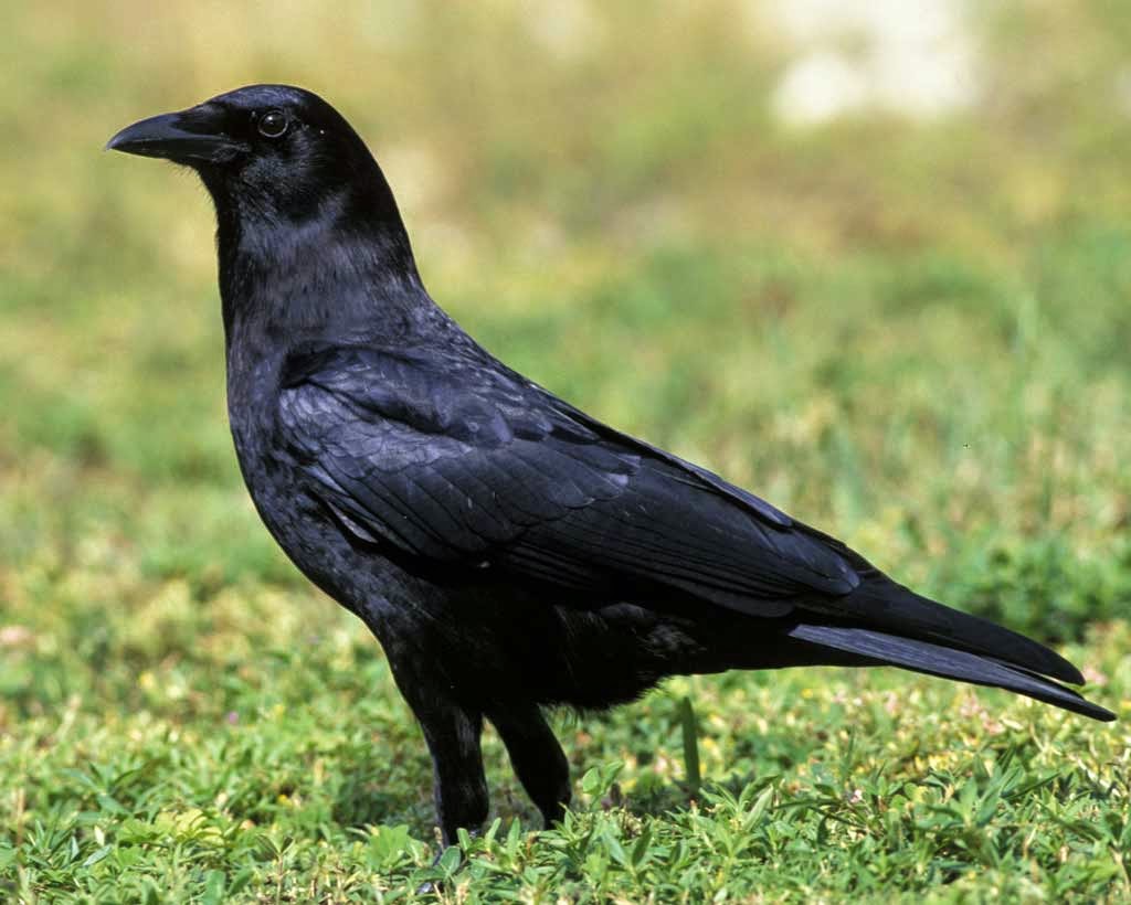 Living Rootless Opelousas Outside My Window 4