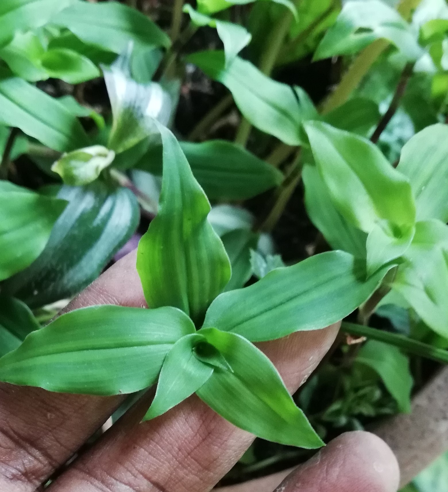 Garden Chronicles : Different Types of Tradescantia Species