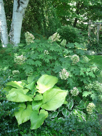 oakleaf hydrangea sum and substance hosta against white paper birch by garden muses: a toronto gardening blog