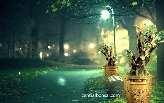 Proses Pembuatan Bonsai Wahong Berpesona Alami