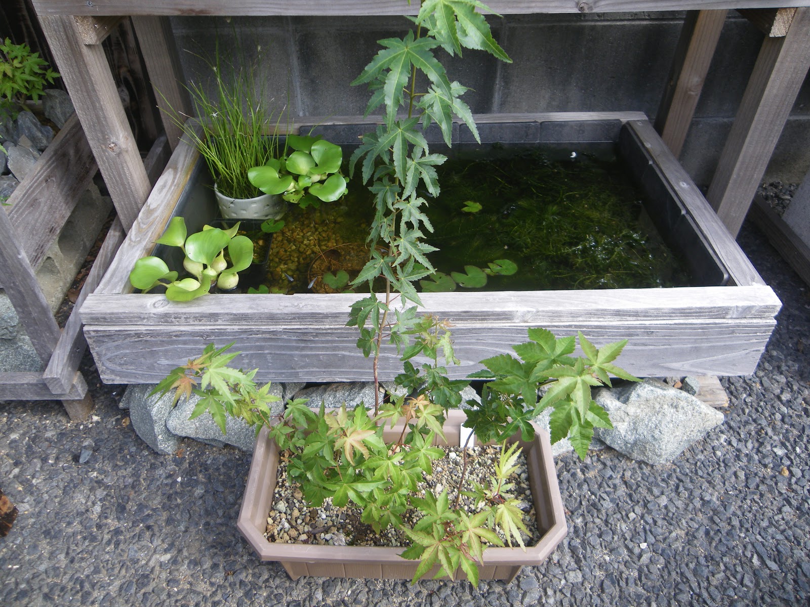 発芽したもみじの苗を寄せ植え 懸崖 けんがい にして紅葉を楽しむ メダカの大工