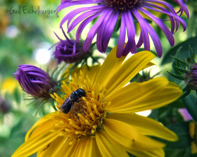 clay and limestone: It's Your Garden