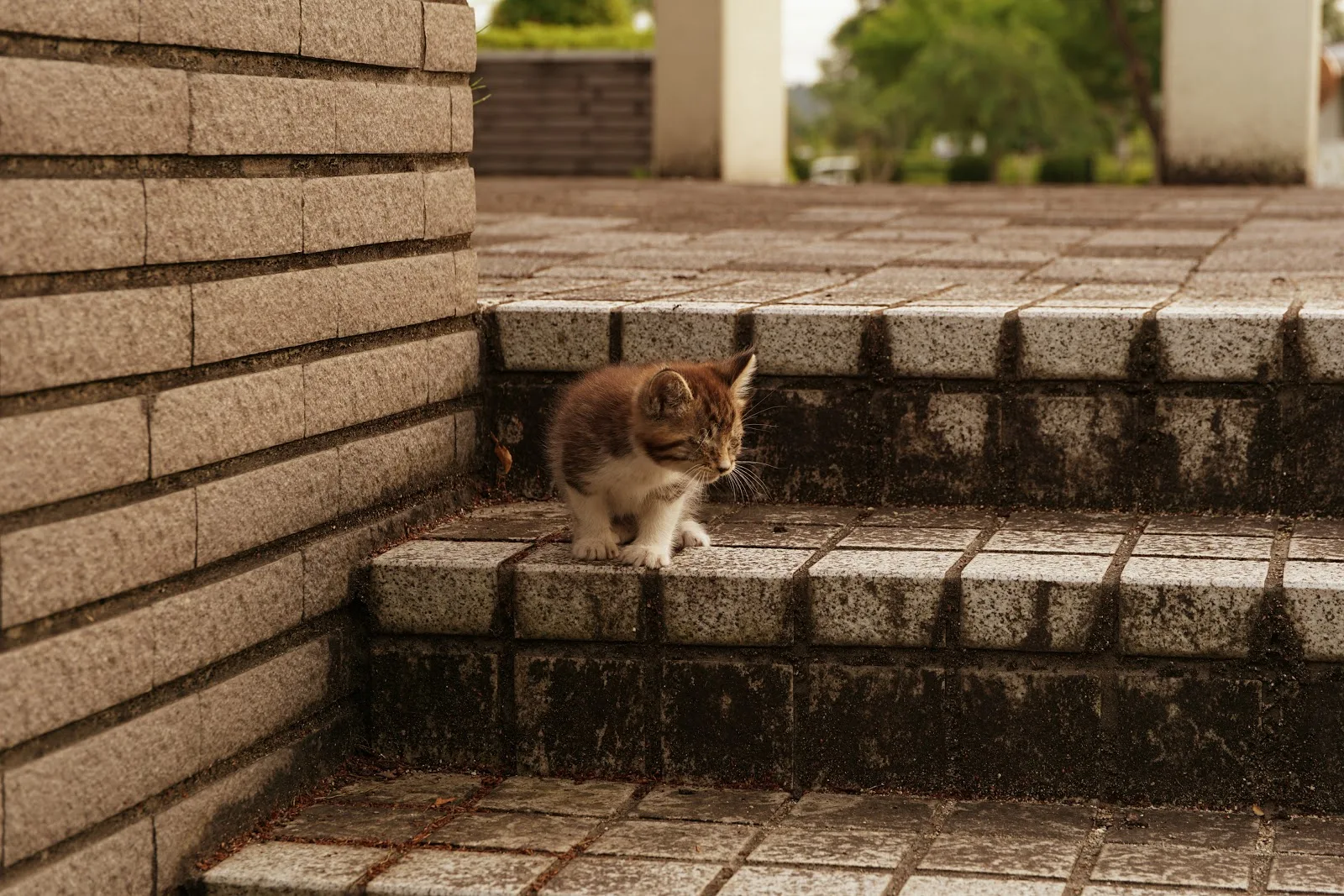 公園の階段の上の方に座った子猫が降りようと下の方へ様子を見ている