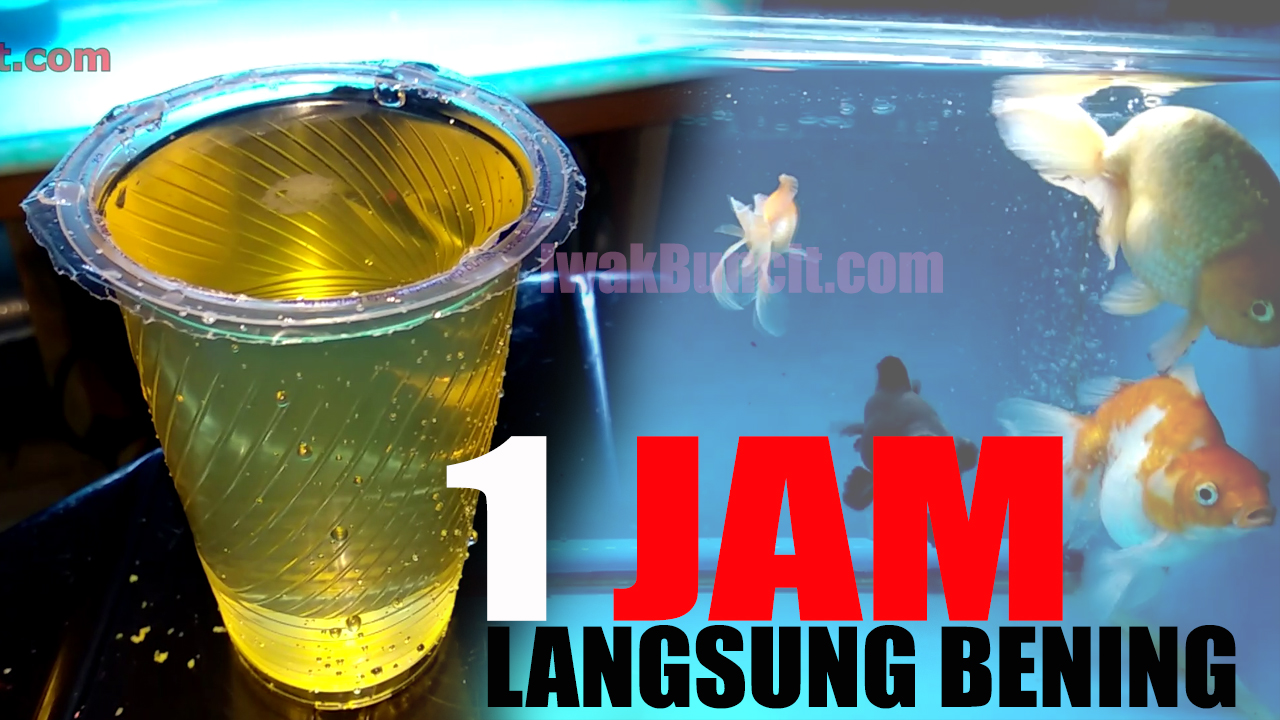 1 Jam Langsung Bening Tanpa Lampu Uv Review Badun Magic Purifying Di Aquarium Ikan Mas Koki