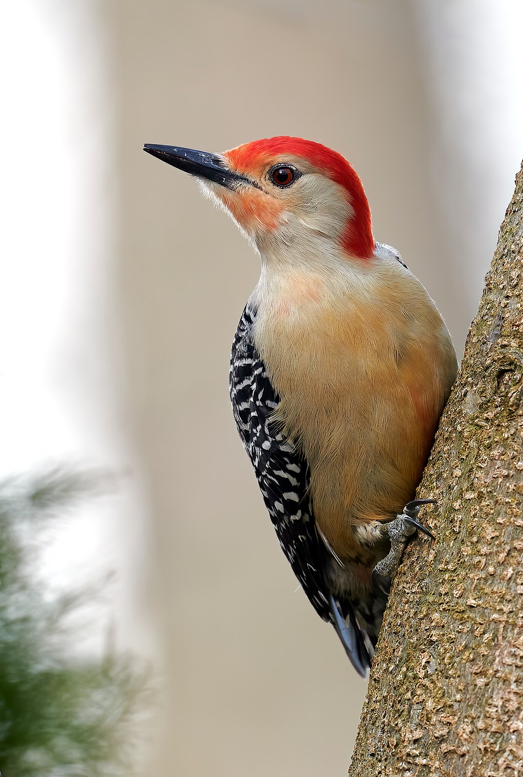 Mike's Photographs : Woodpecker