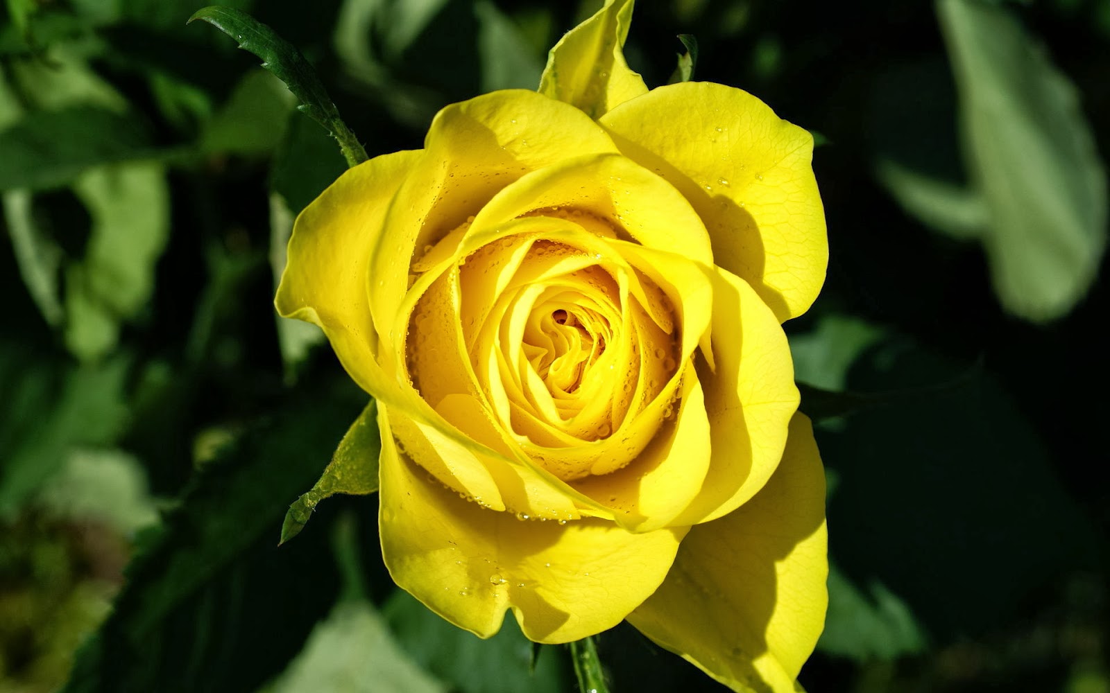 Yellow Rose HD Image