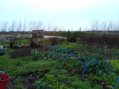 St Ives Cornwall Allotment - Winter