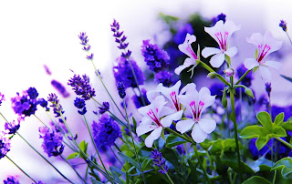 Энергия и магия лекарственных трав: где и как использовать, Энергетические магические и обережные свойства растений: где и как использовать, талисманы и обереги, народные поверья, как очистить дом с помощью растений, http://prazdnichnymir.ru/