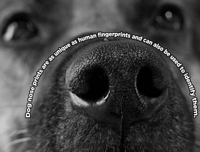 animal facts, amazing animal facts, facts about animals, dog nose prints are as unique as human fingerprints and can also be used to identify them
