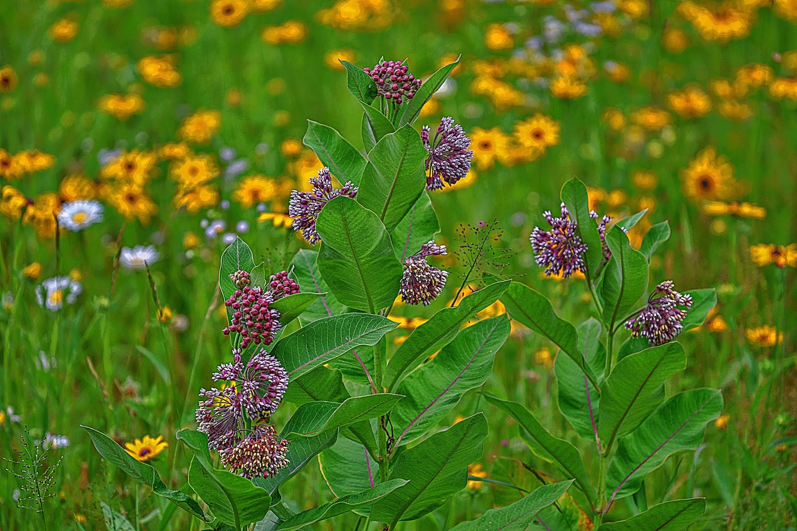 Den'sphotogallery New hampshire Wildflowers In F2.8